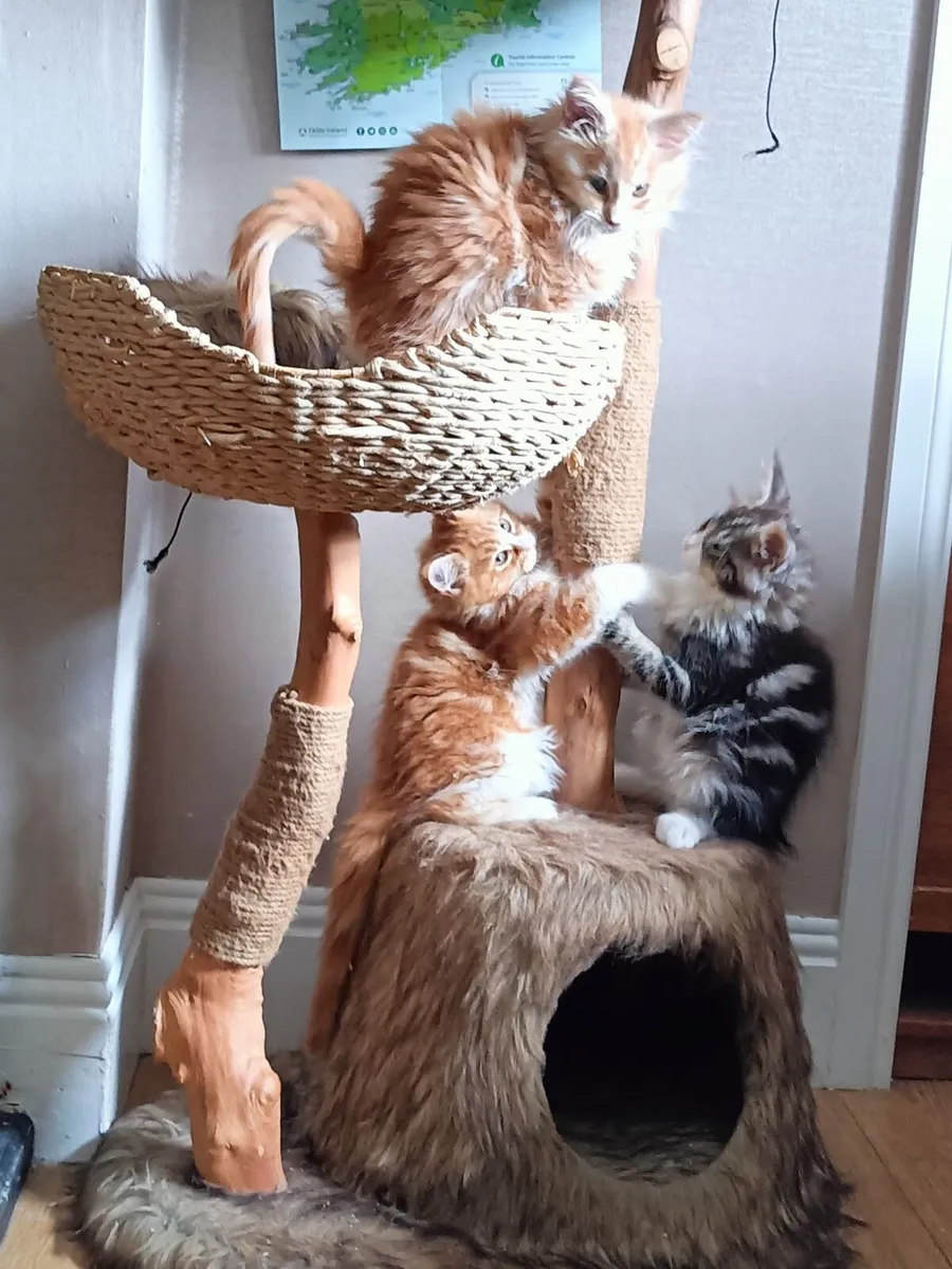 GCCFI Registered Maine Coon Kittens - Image 1