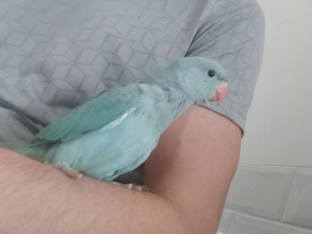 Handreared indian ring neck parrot - Image 1