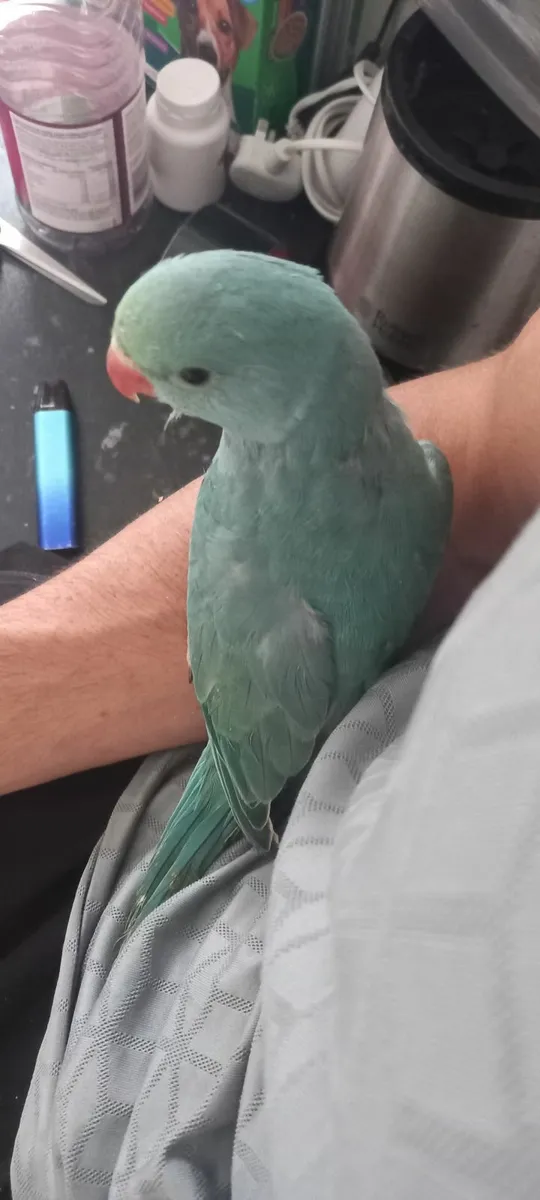 Handreared indian ring neck parrot - Image 2