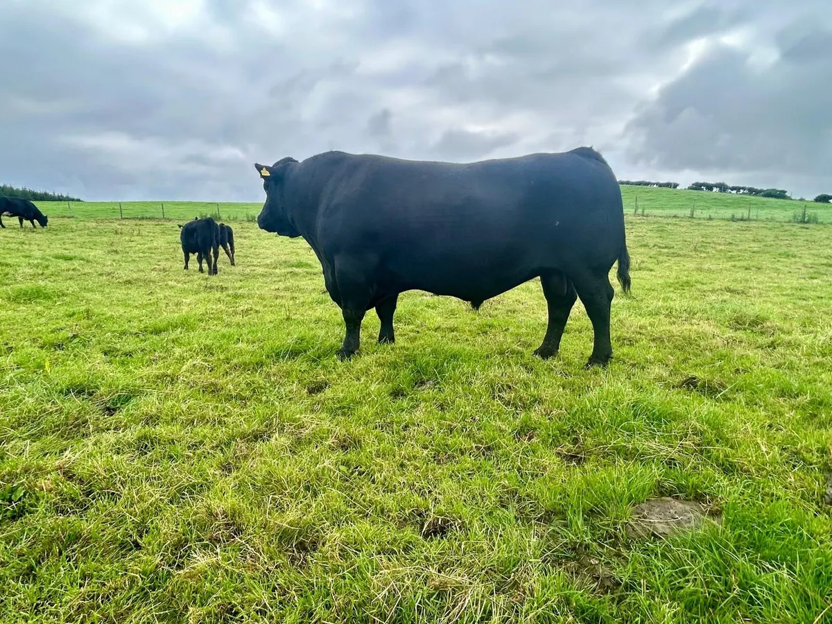 Pedigree Angus Bull - Image 3