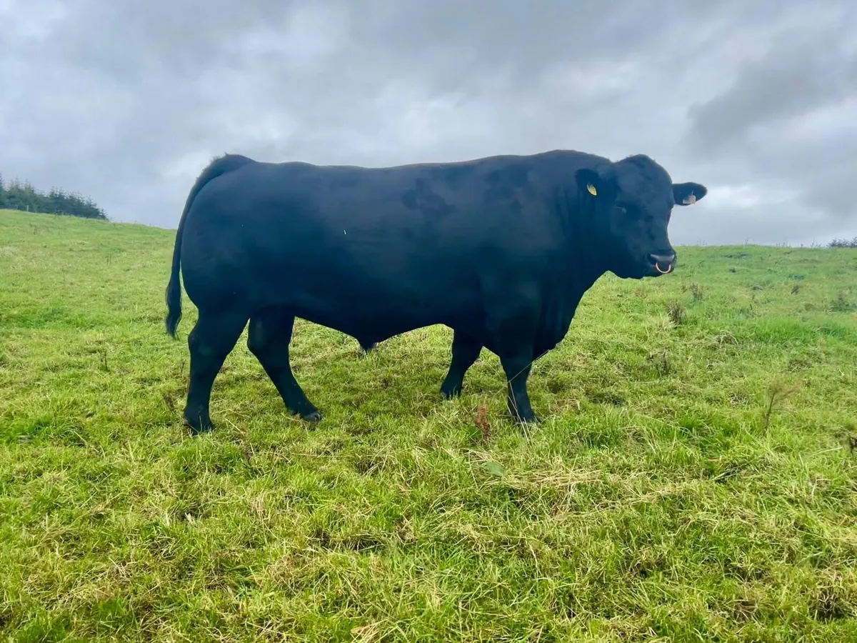 Pedigree Angus Bull - Image 1