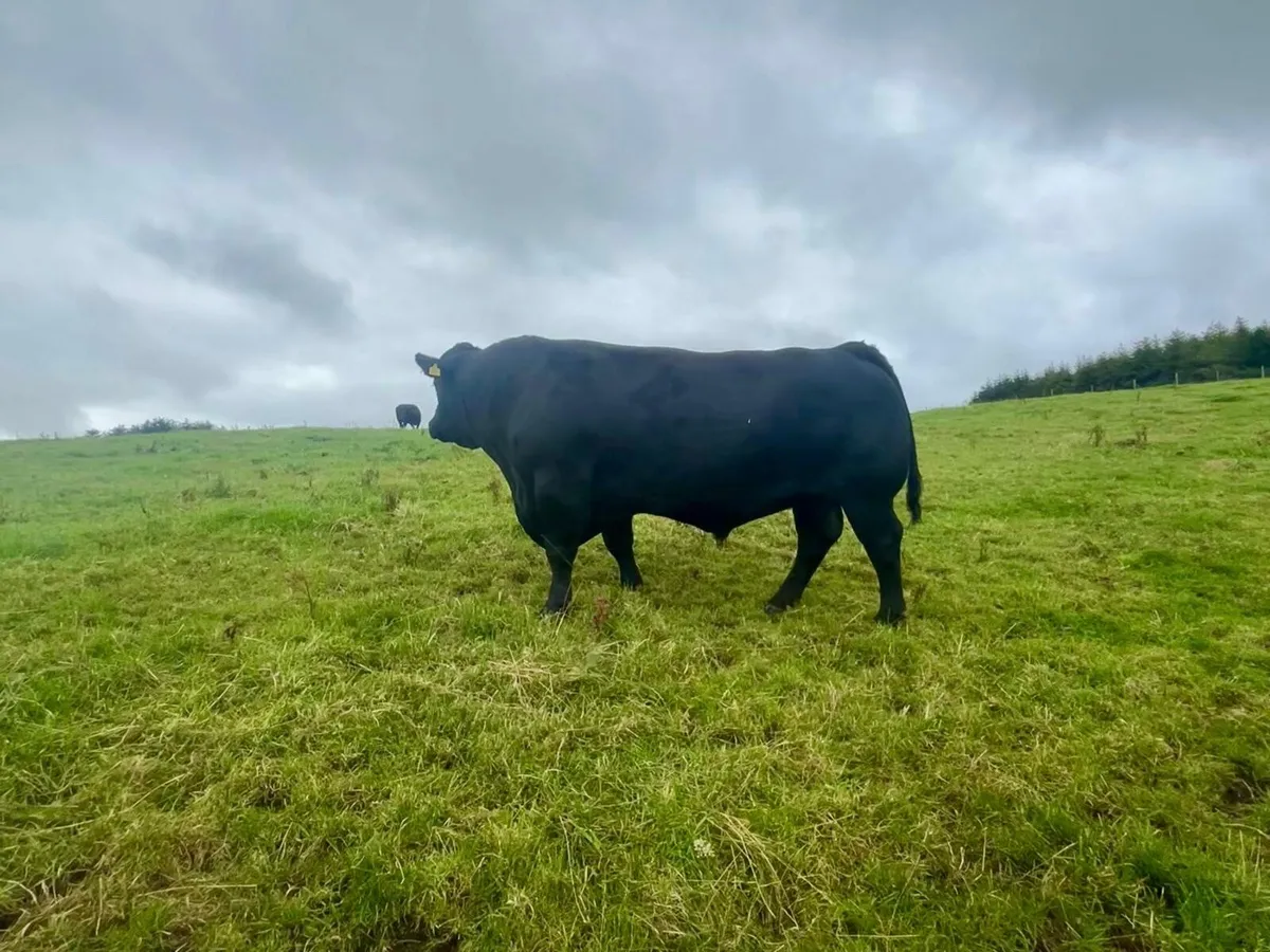 Pedigree Angus Bull - Image 2