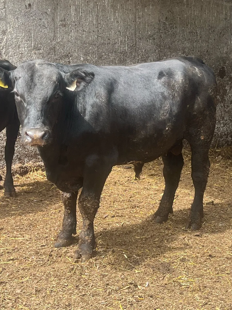 Aberdeen Angus Bull - Image 1