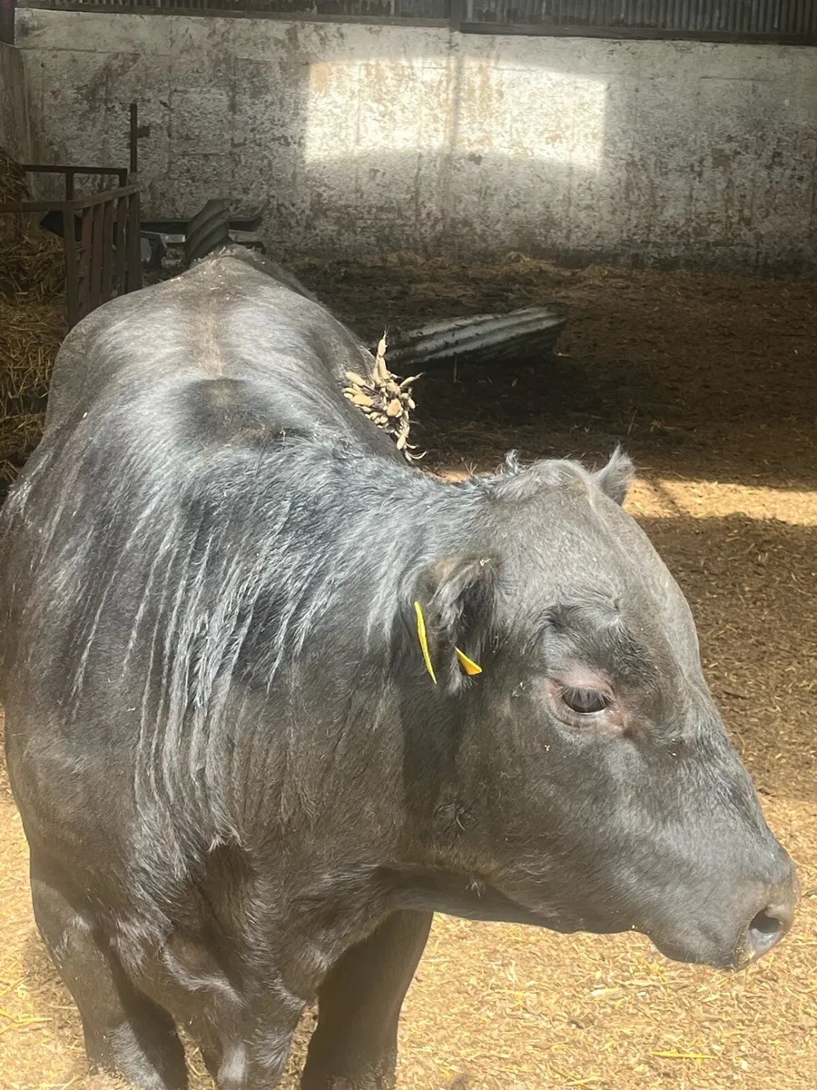 Aberdeen Angus Bull - Image 2