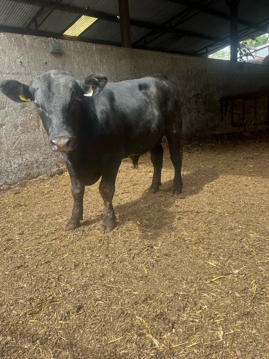 Aberdeen Angus Bull - Image 3