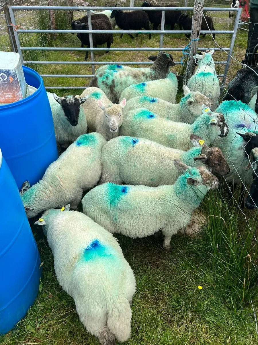 Organic lambs - Image 3