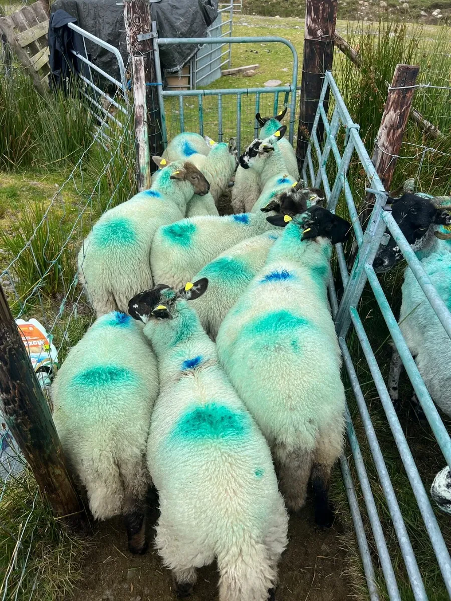Organic lambs - Image 4
