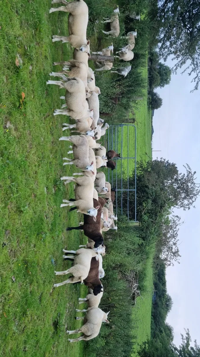 Organic lambs - Image 1