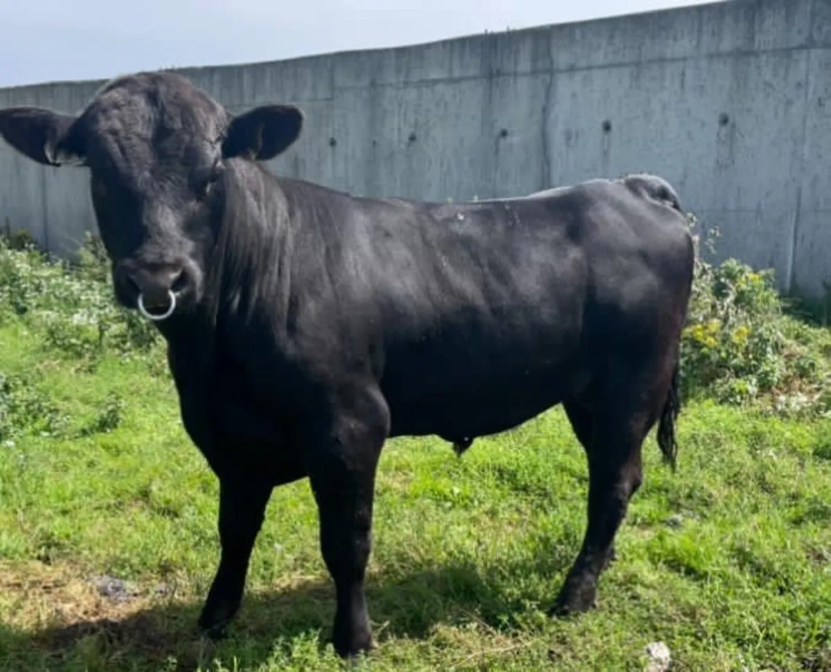 Pedigree Angus Bull For Sale - Image 1