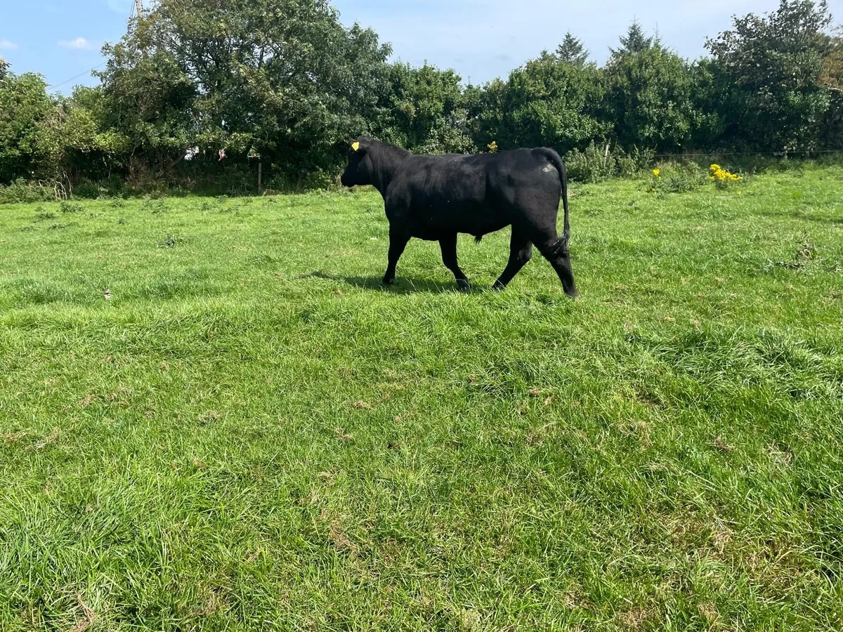 Pedigree Angus Bull For Sale - Image 2