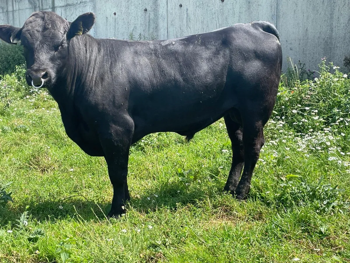 Pedigree Angus Bull For Sale - Image 3