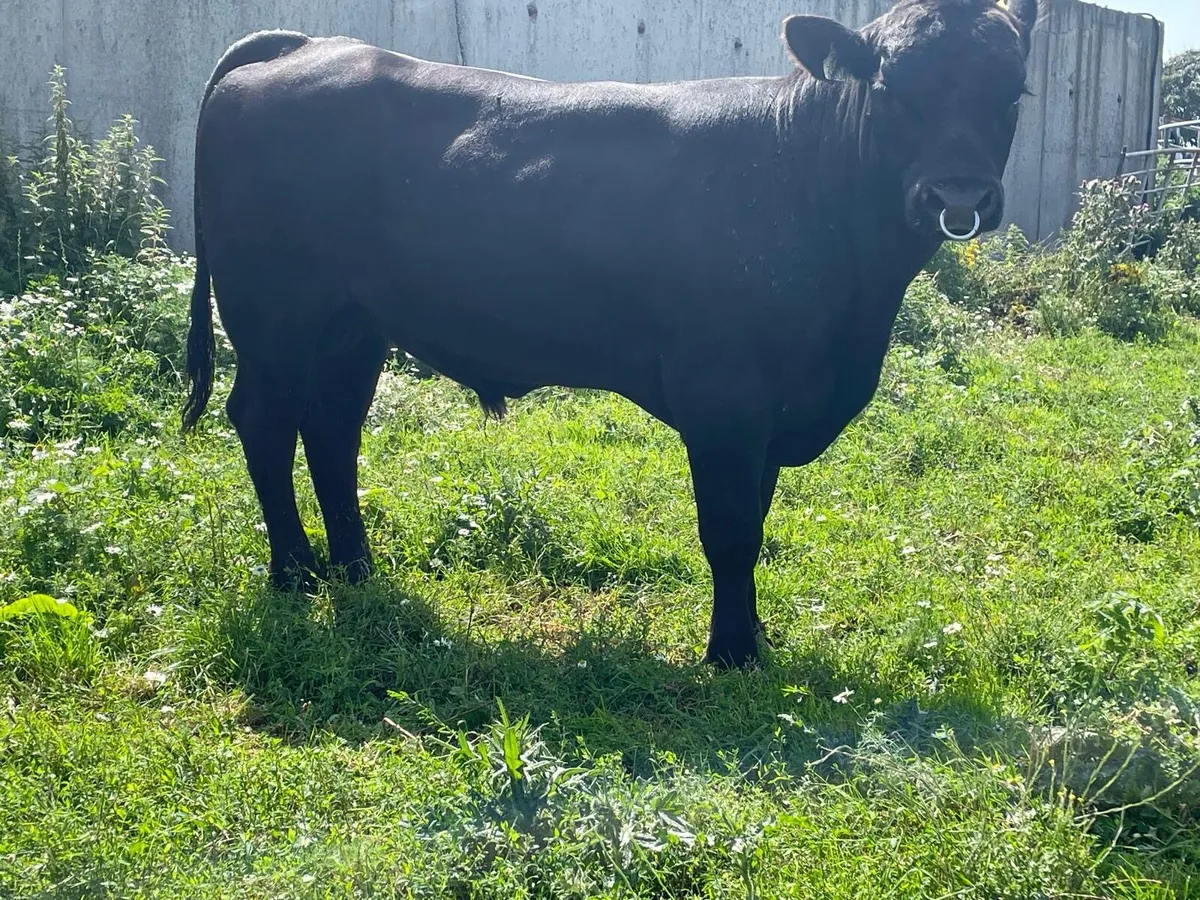 Pedigree Angus Bull For Sale - Image 4