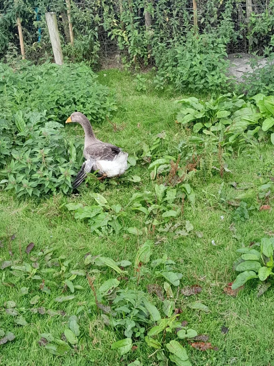 Geese - Image 2