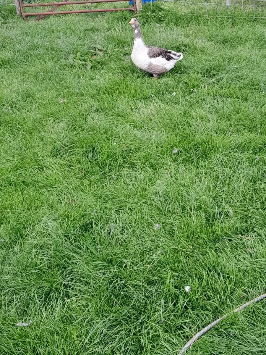 Geese - Image 3