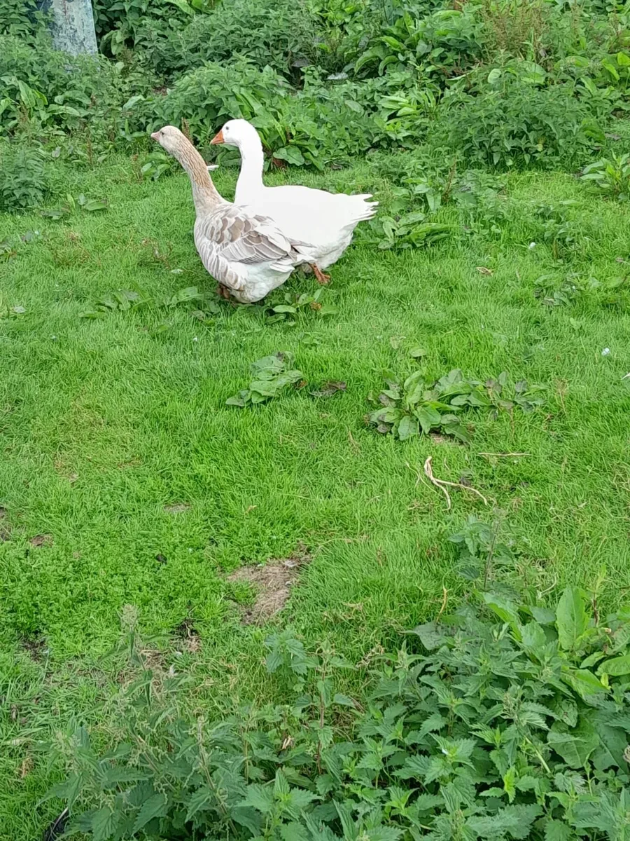 Geese - Image 4