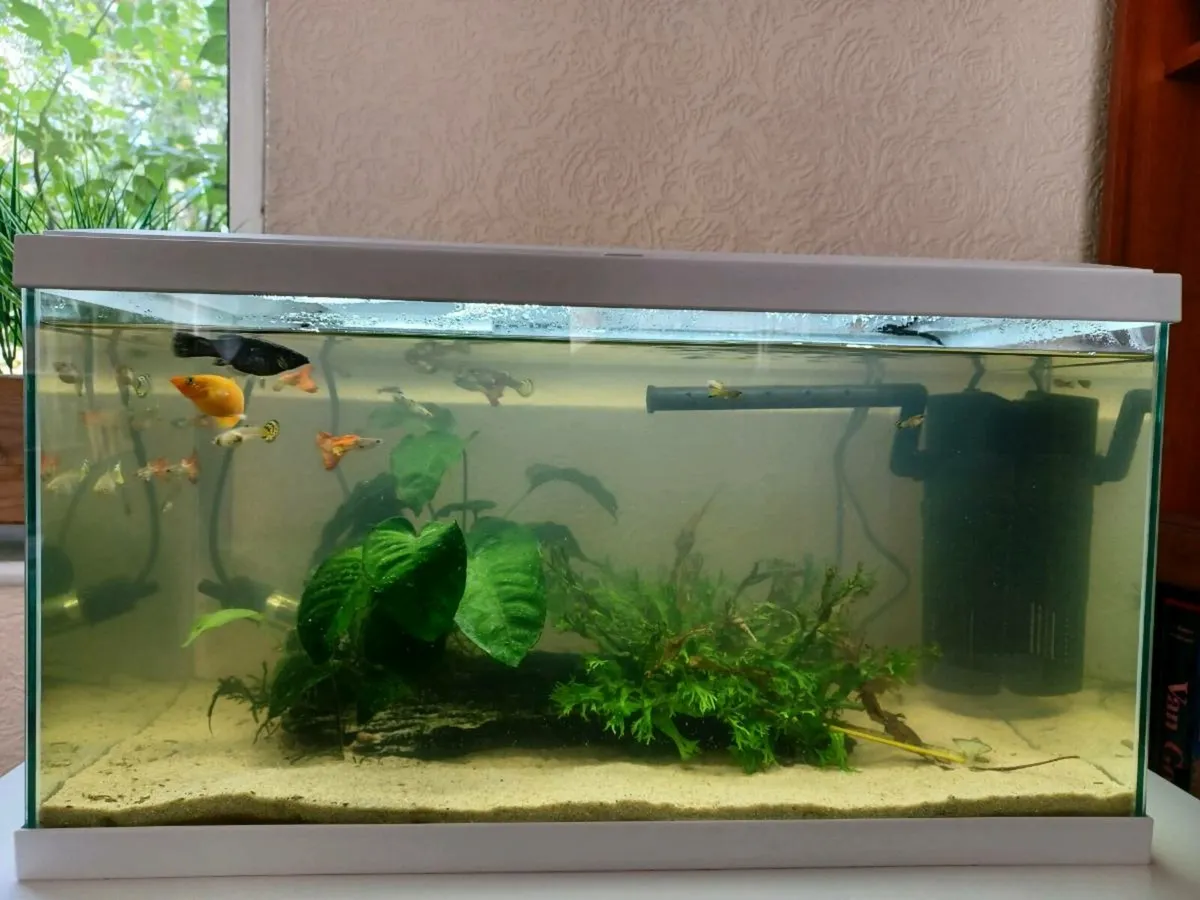 60L Fish Tank (all included) - Image 1