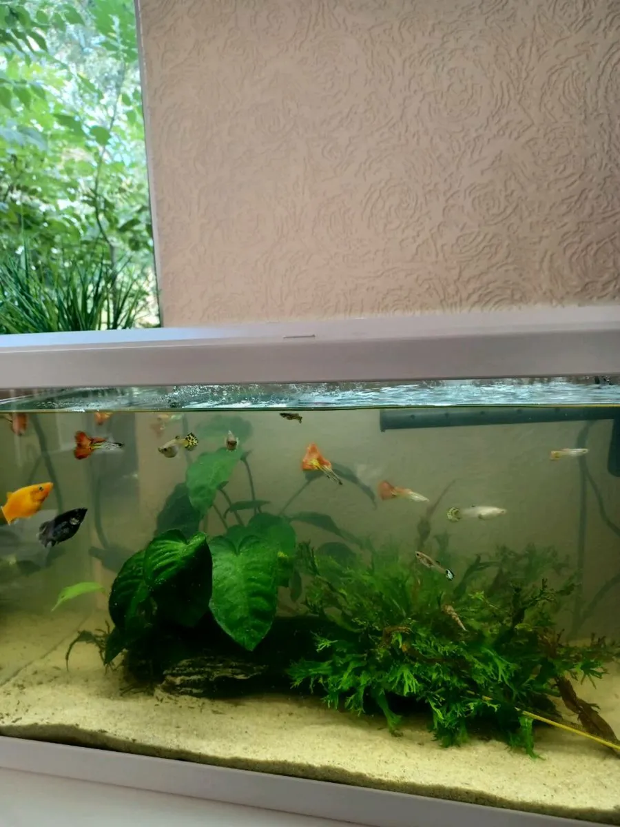 60L Fish Tank (all included) - Image 2