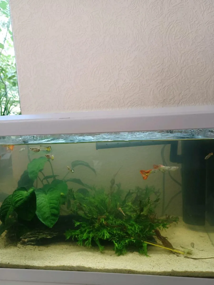 60L Fish Tank (all included) - Image 3