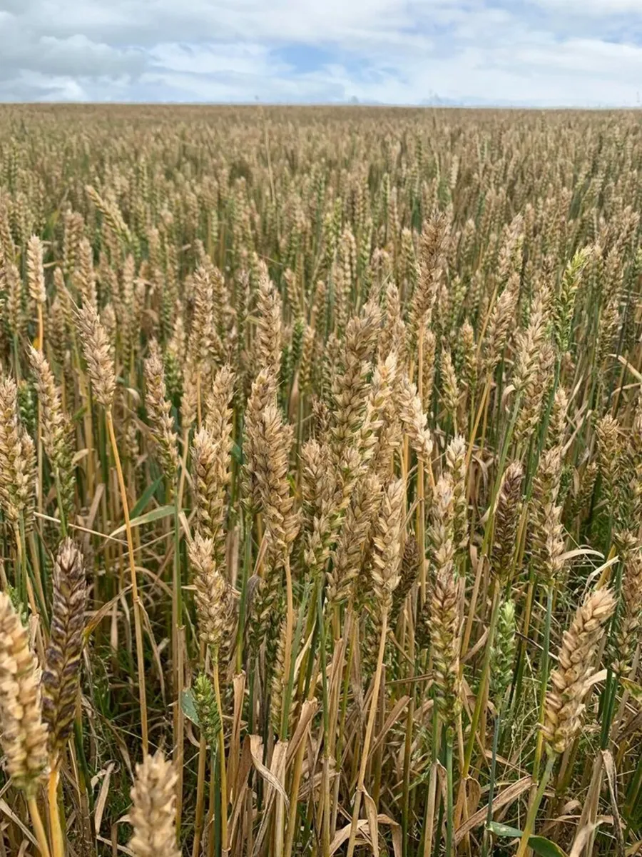 Whole crop wheat