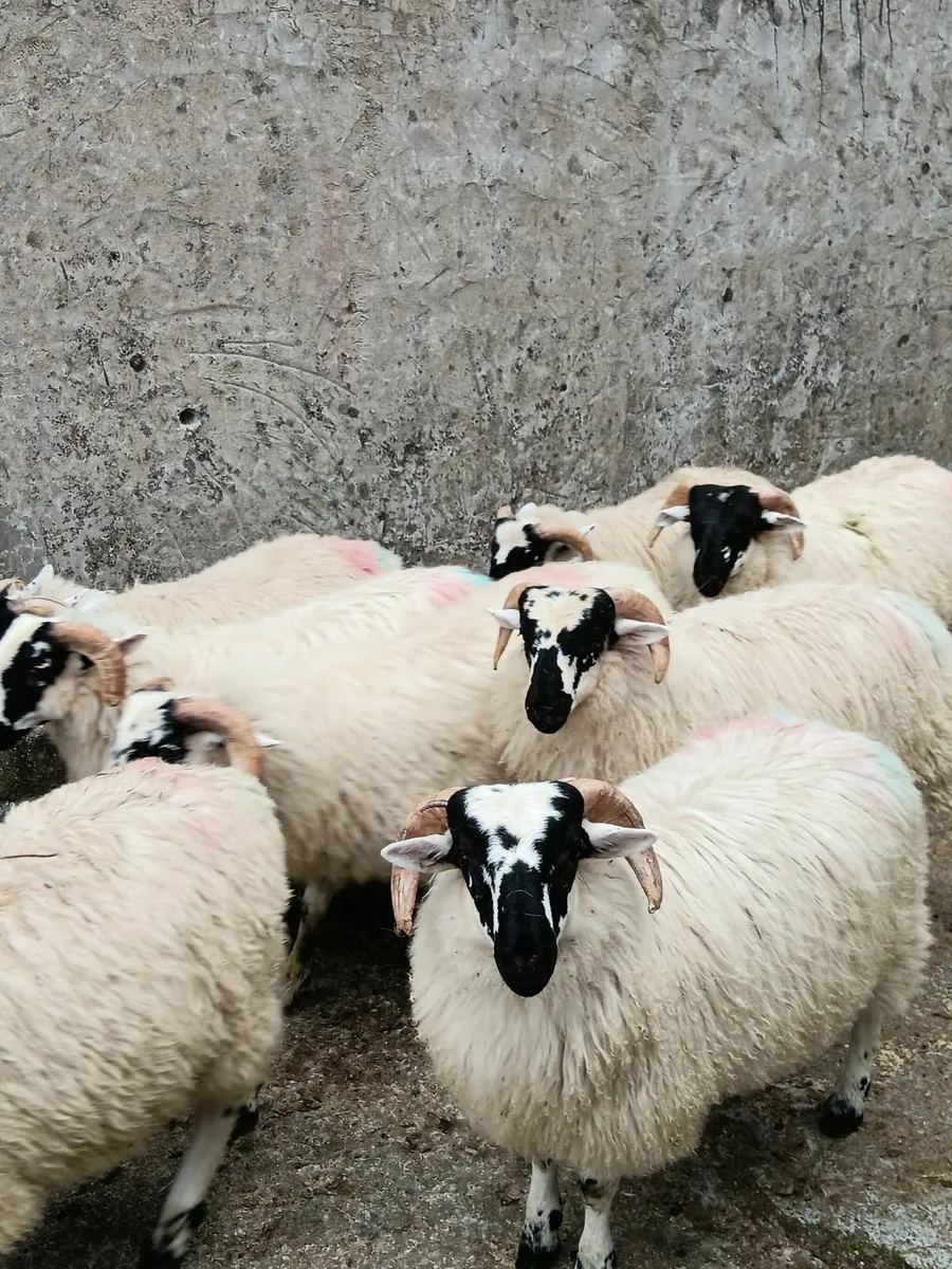 60 Quality Scotch Ram Lambs - Image 1