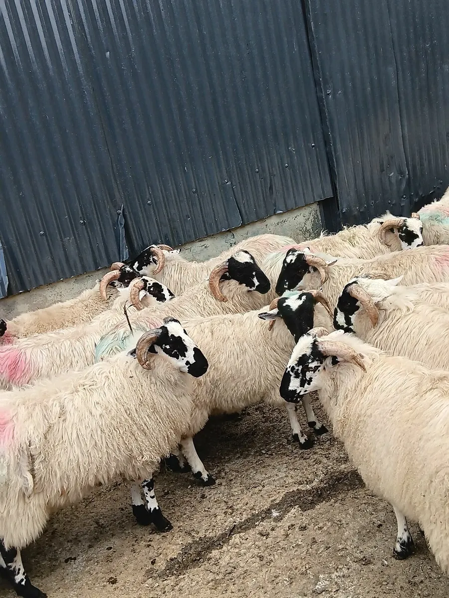 60 Quality Scotch Ram Lambs - Image 2