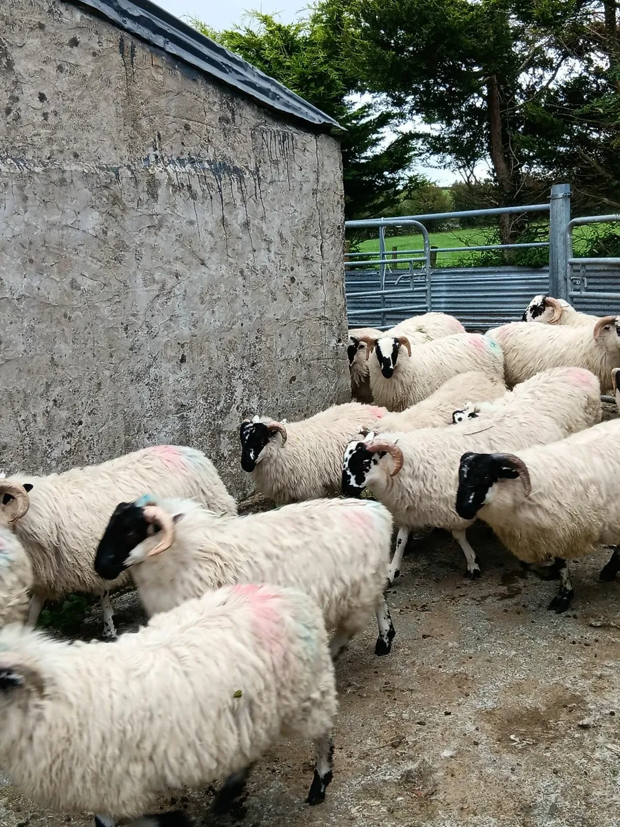 60 Quality Scotch Ram Lambs - Image 3