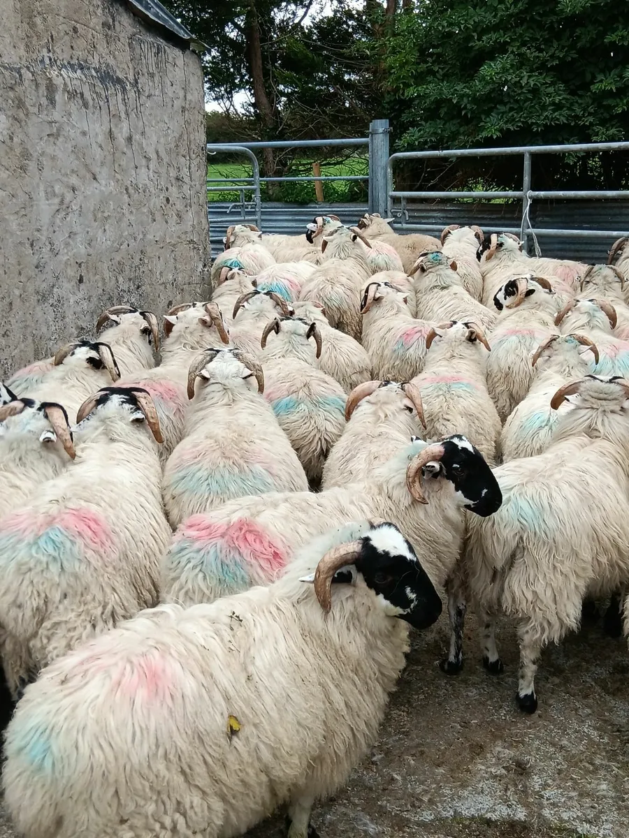 60 Quality Scotch Ram Lambs - Image 4