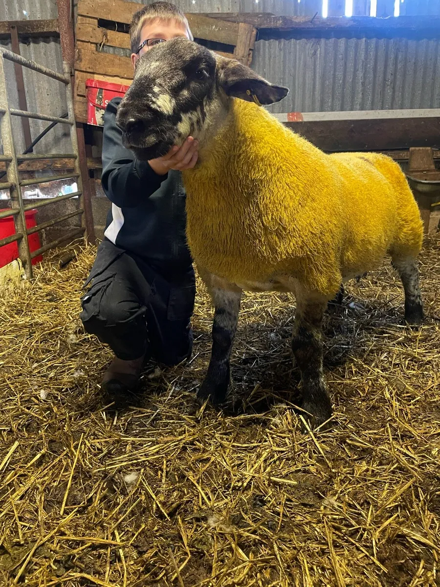 Sufftex ram lambs - Image 1