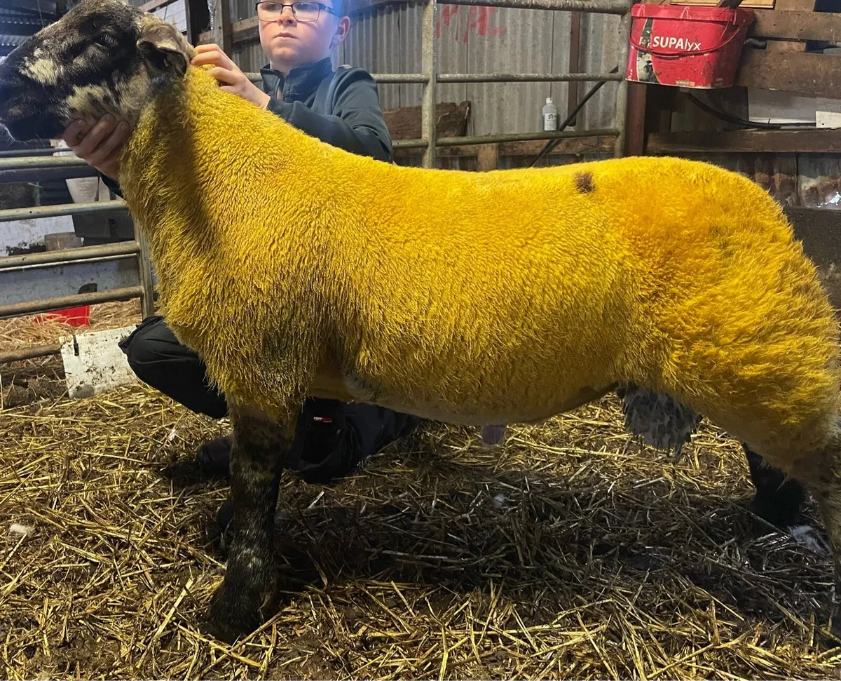 Sufftex ram lambs - Image 2