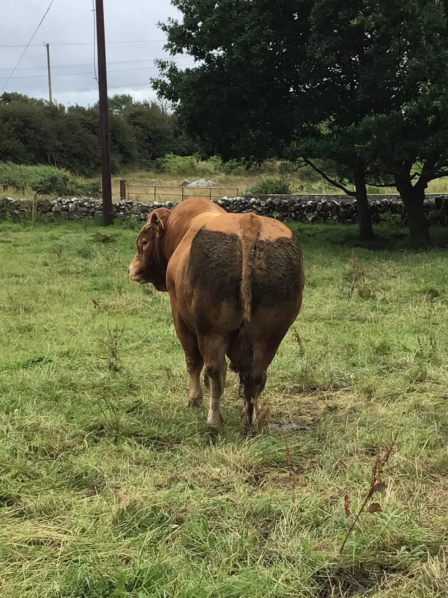 Limousin Bull - Image 1