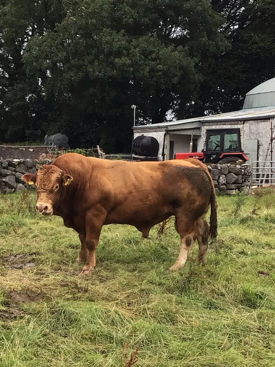 Limousin Bull - Image 2