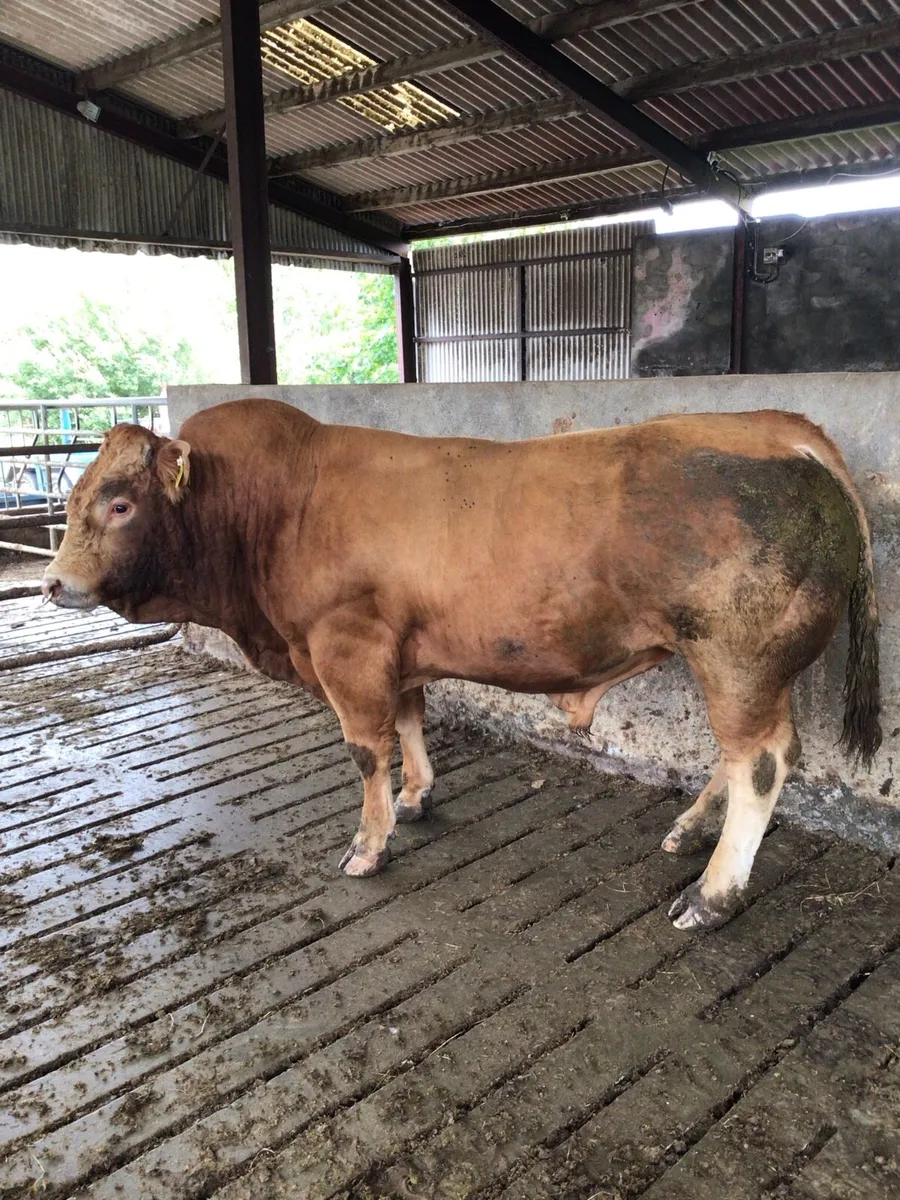 Limousin Bull - Image 3
