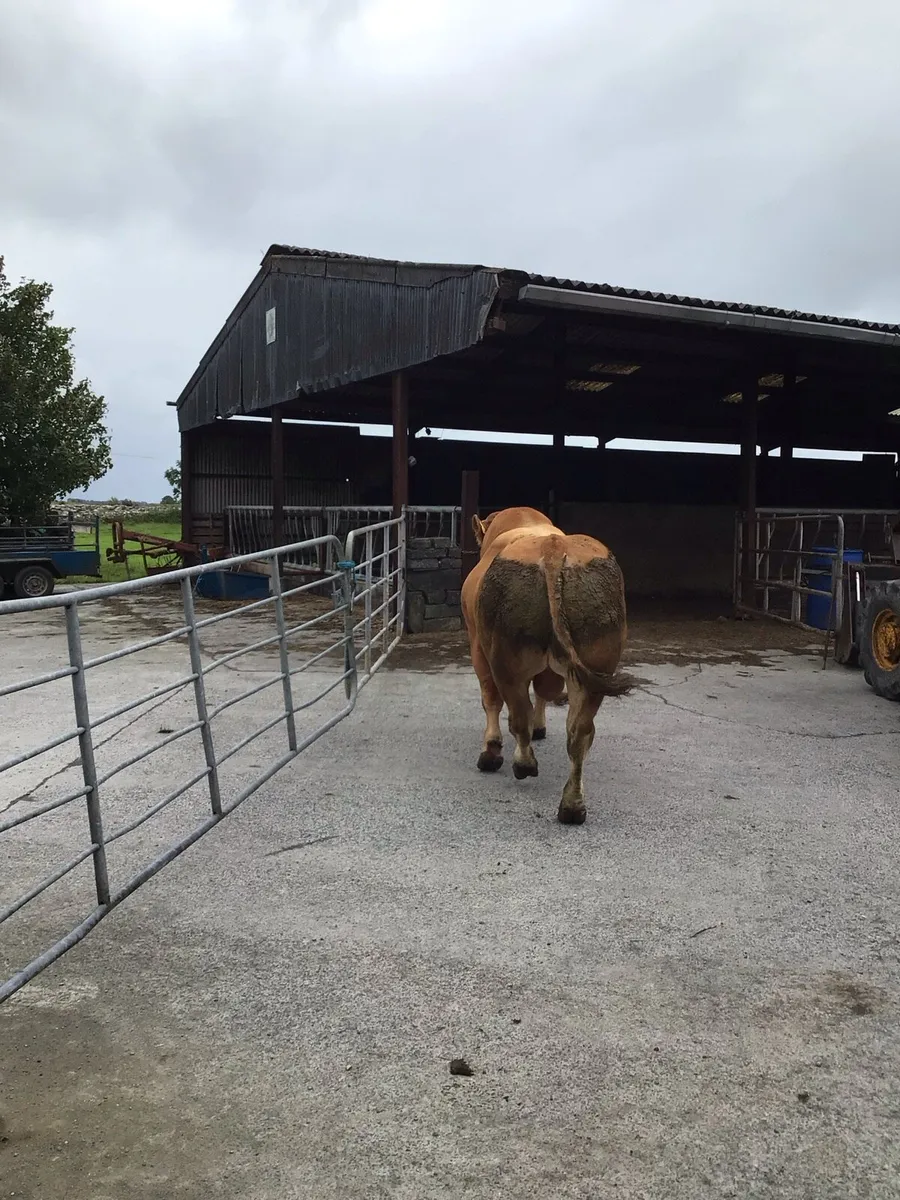 Limousin Bull - Image 4