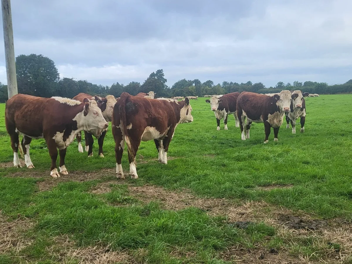 Pedigree Hereford Heifers - Image 2