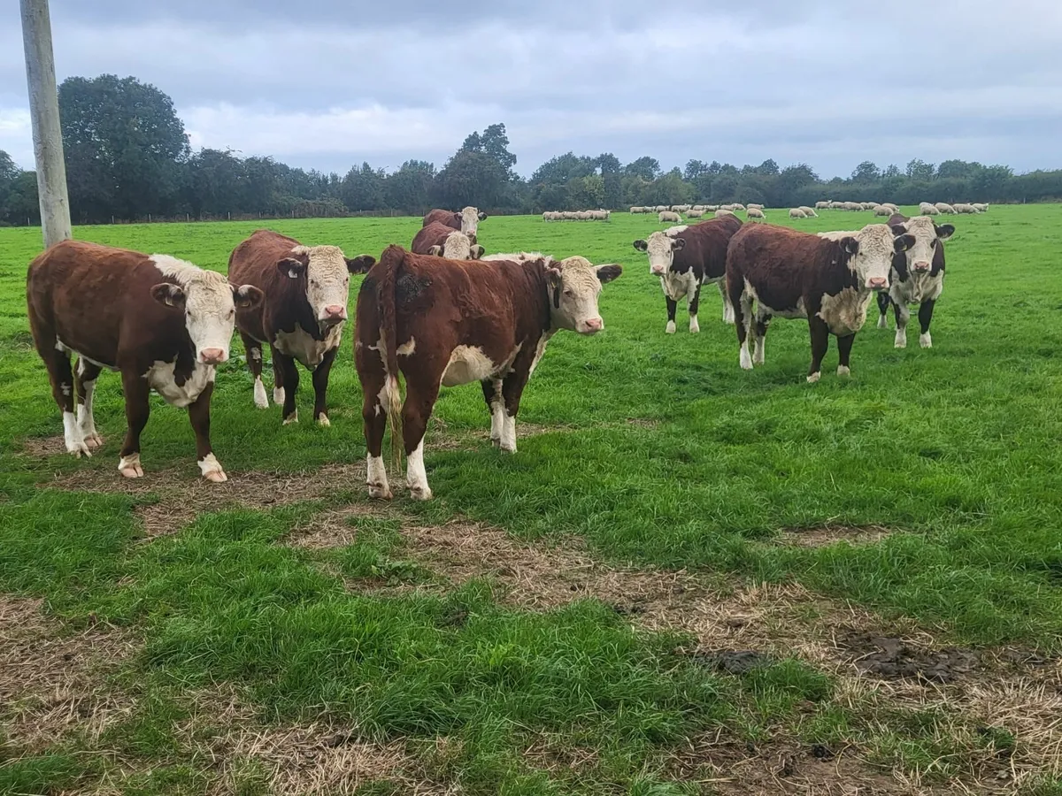 Pedigree Hereford Heifers - Image 1