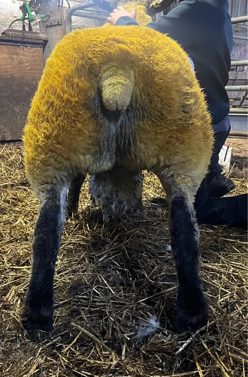 Sufftex ram lambs - Image 3