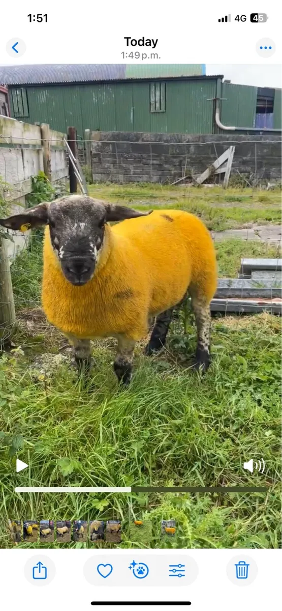 Sufftex ram lambs - Image 4
