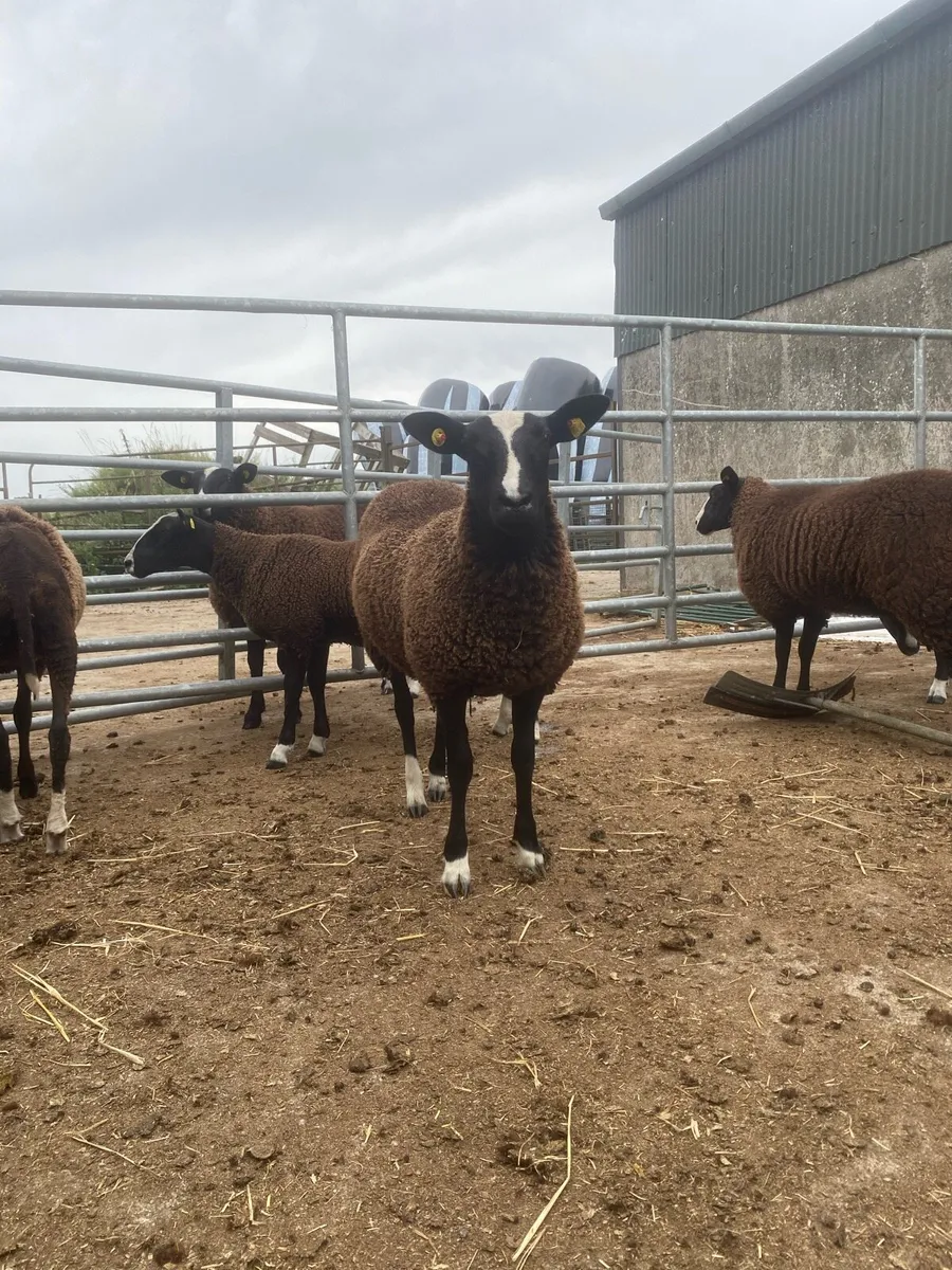 Zwartble ewe lambs - Image 1