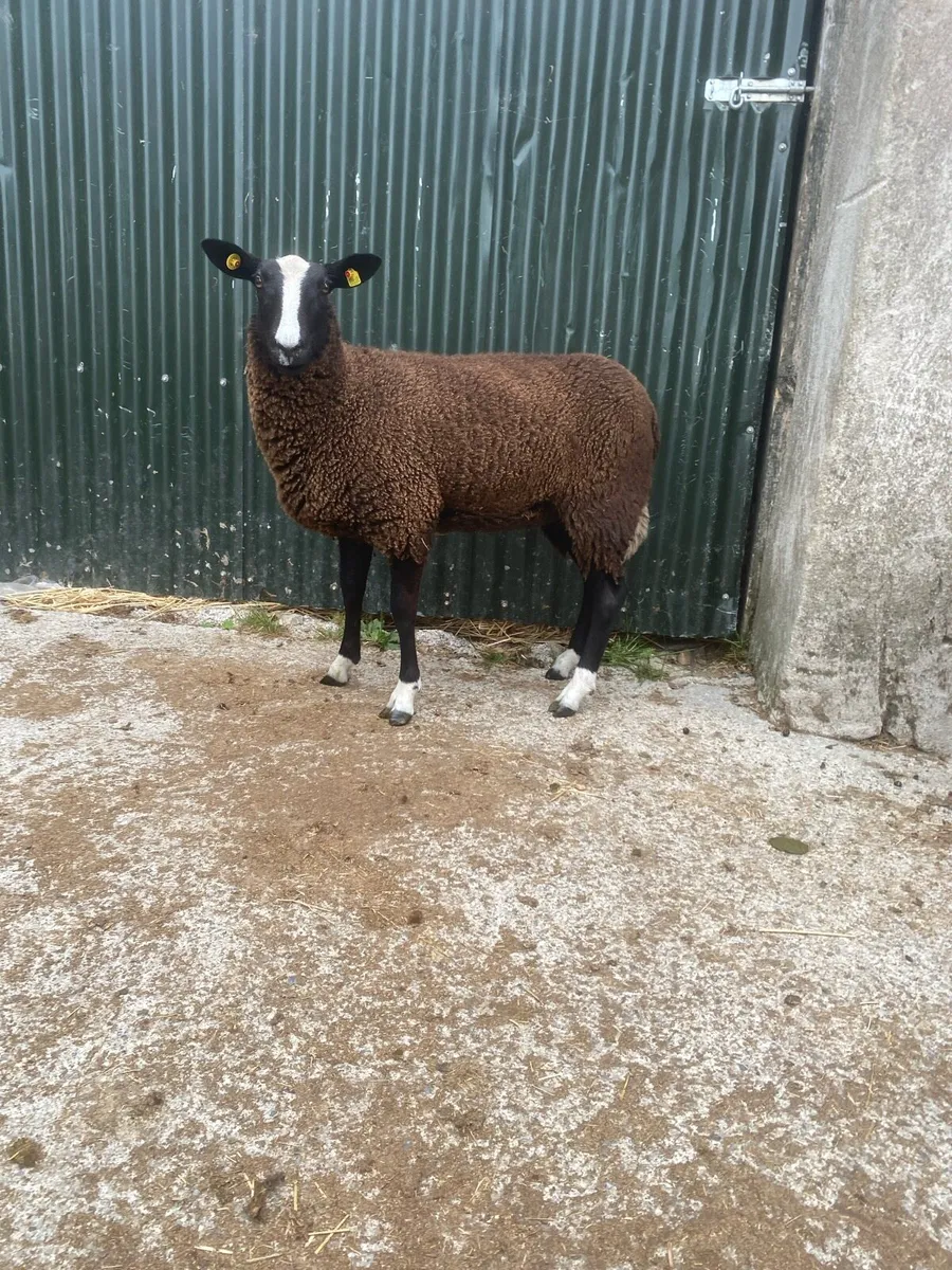 Zwartble ewe lambs - Image 2