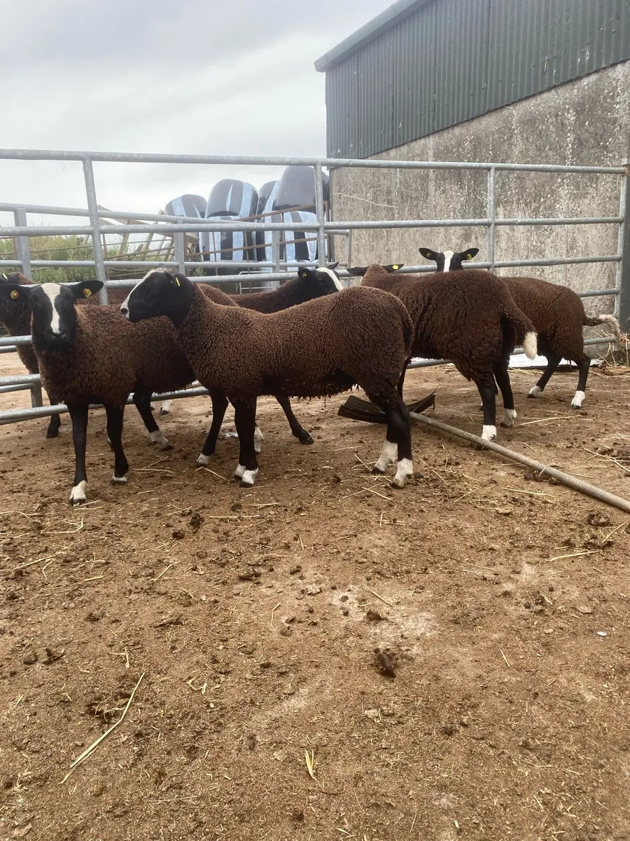 Zwartble ewe lambs - Image 3