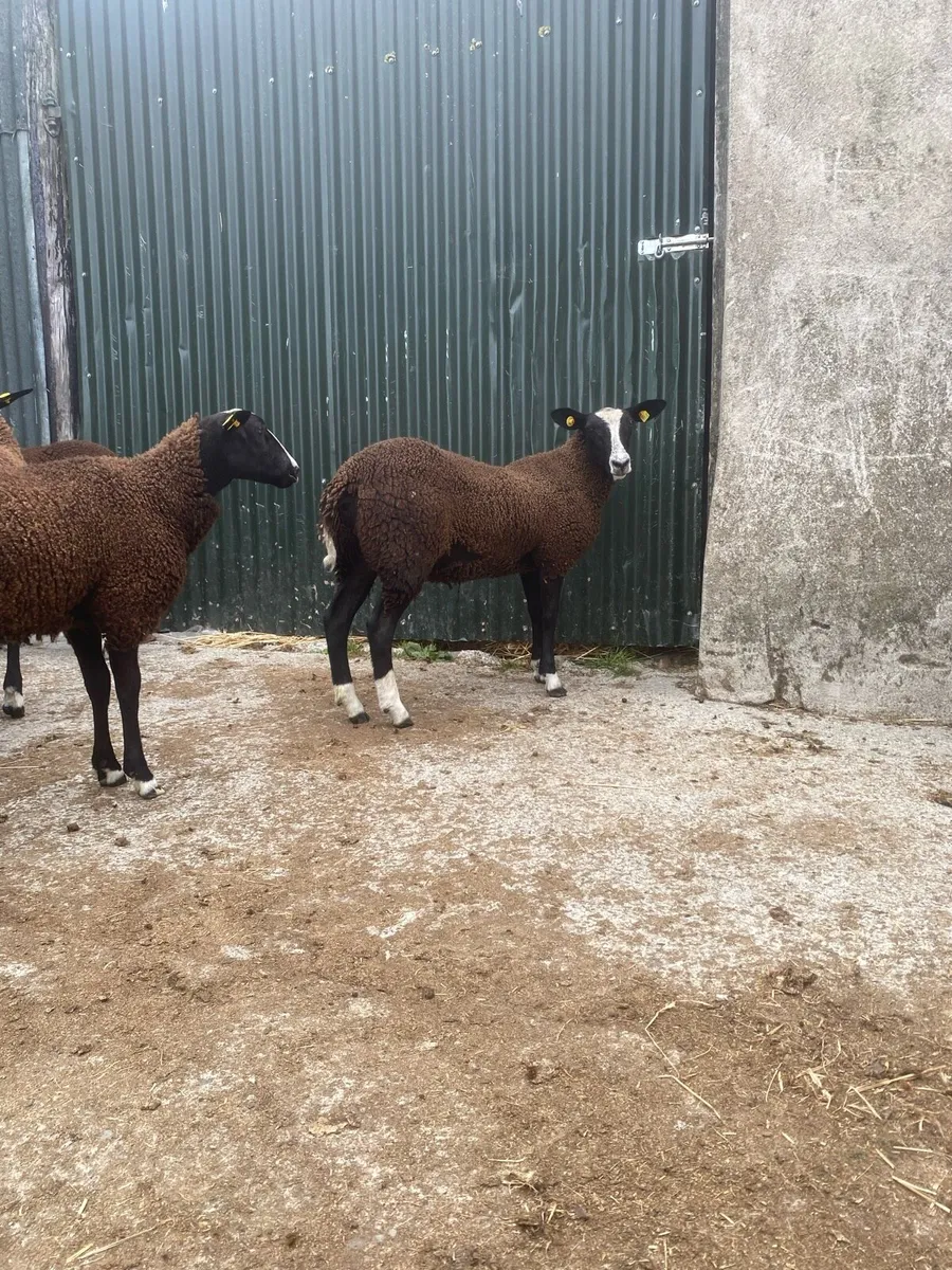 Zwartble ewe lambs - Image 4