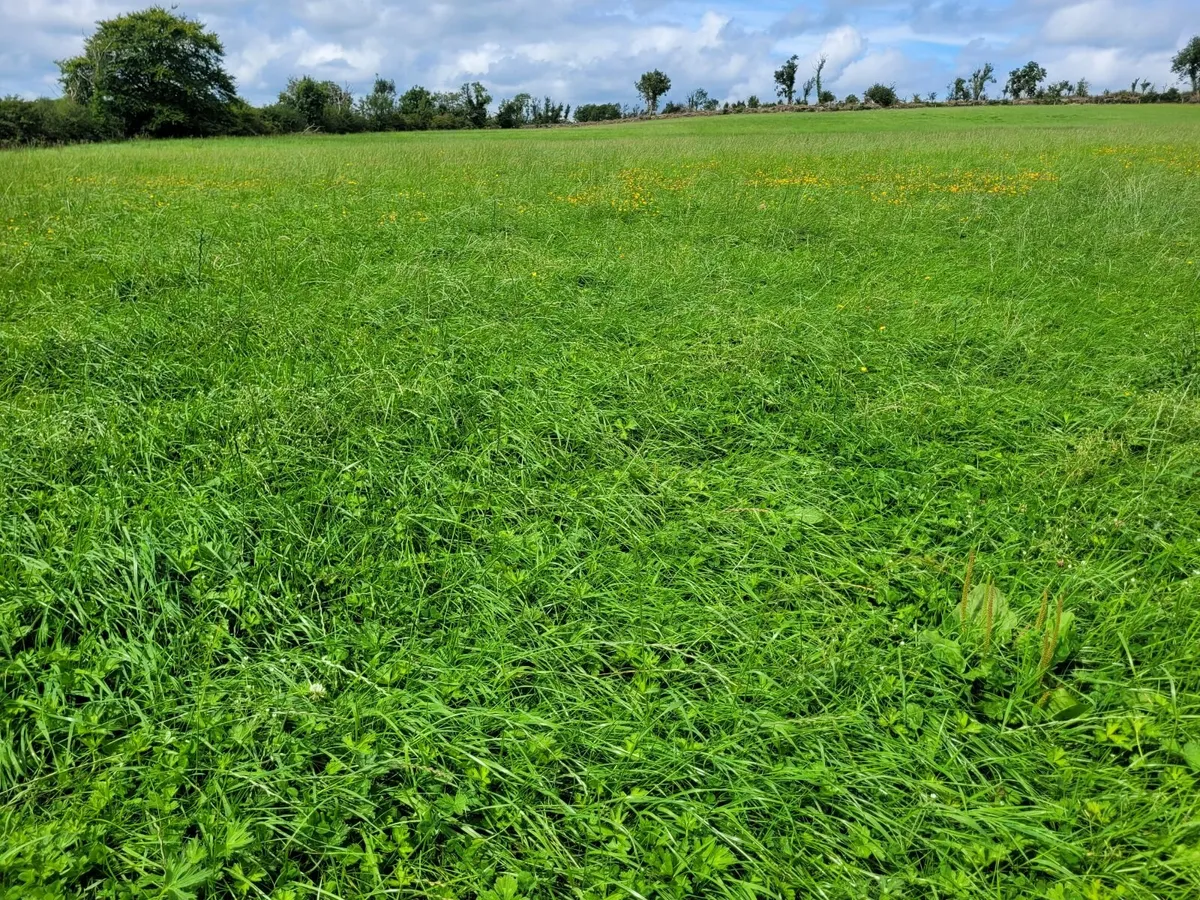 Silage - Image 1