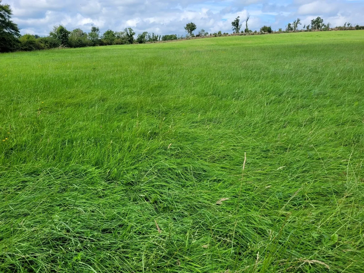 Silage - Image 2