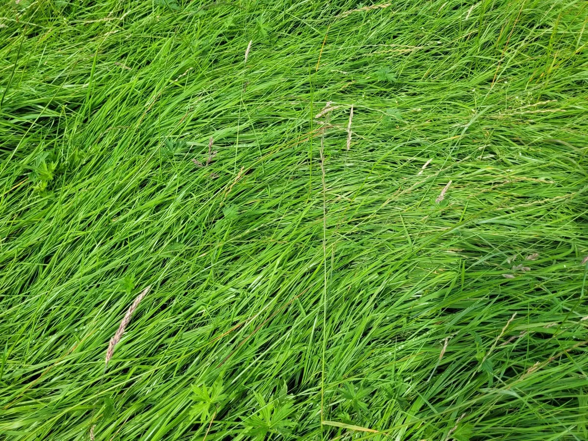 Silage - Image 3