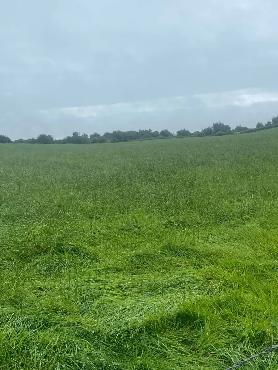 Silage bales