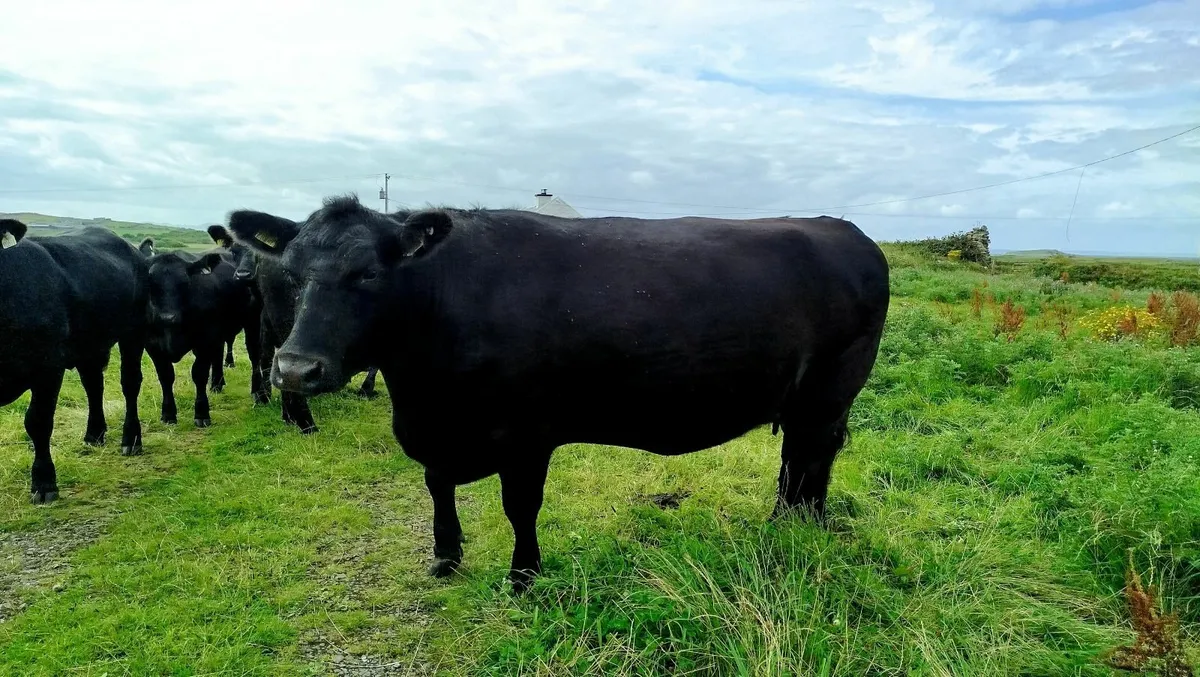 PEDIGREE Registerd Aberdeen Angus cow *incalf* - Image 1