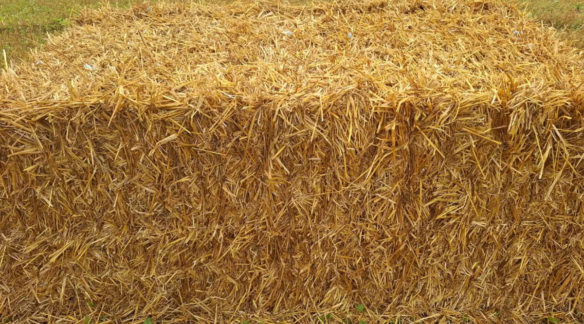 Oaten Straw
