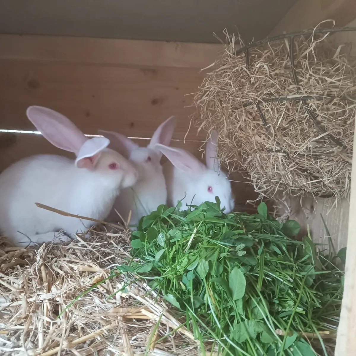 New Zealand rabbits - Image 4