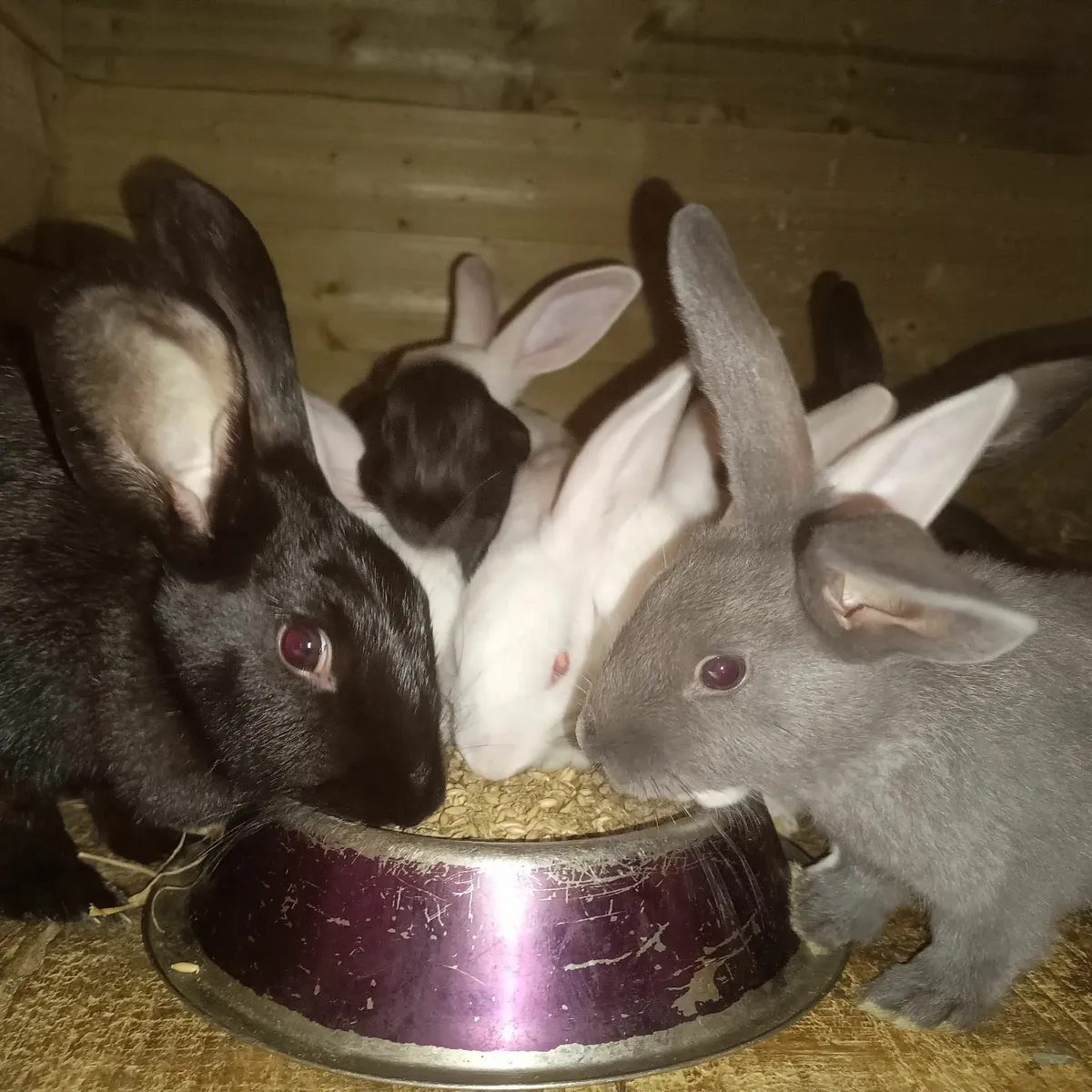 New Zealand rabbits - Image 1