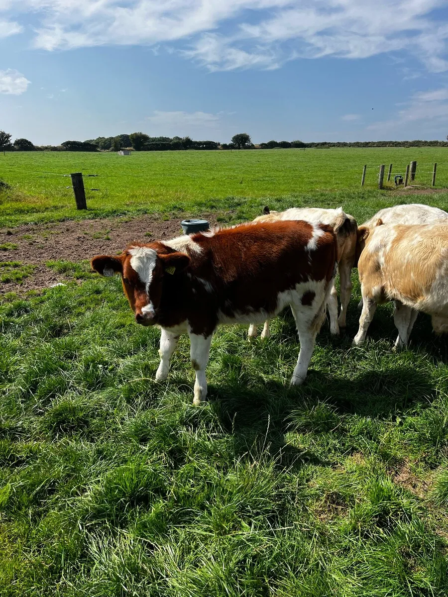 Roan Belgian Blue heifer - Image 1